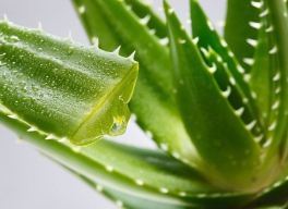 CÔNG DỤNG LÀM ĐẸP TỪ NHA ĐAM.